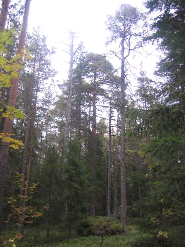 Vuonna 2008 ei tavattu liito-oravalle hyvin soveltuvia alueita, eikä tehty havaintoja eläimen esiintymisestä. Tuoreet kankaat ovat nuorehkoja ja sijoittuvat sirpaleisesti.