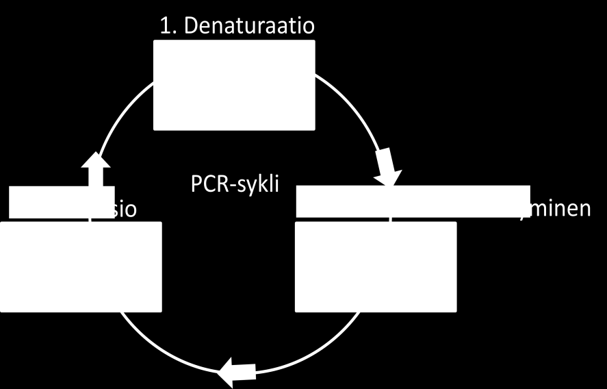 24 KUVIO 3. PCR-syklin vaiheet. Reaktioseosta (taulukko 3) tehdään tarvittava määrä, jaetaan mikroputkiin ja lopuksi lisätään näyte-dna.