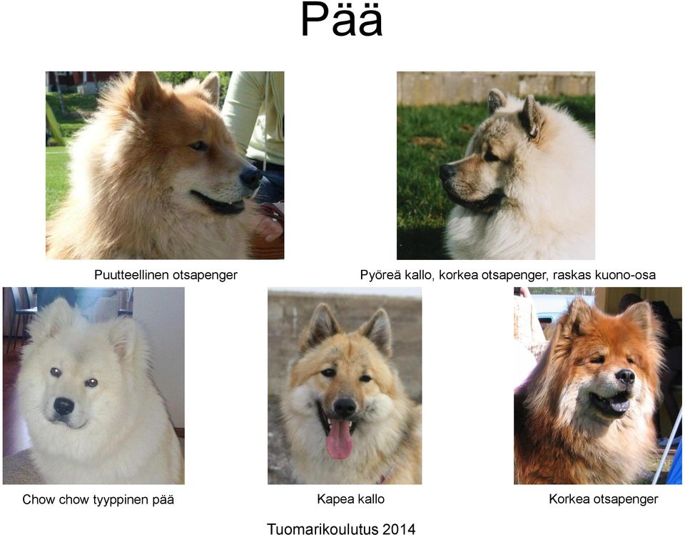 raskas kuono-osa Chow chow