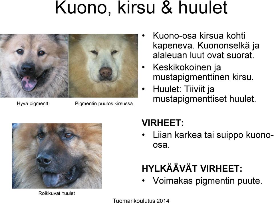 Keskikokoinen ja mustapigmenttinen kirsu.