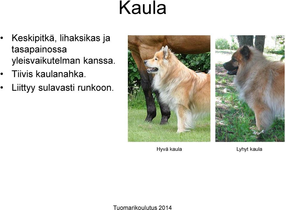 kanssa. Tiivis kaulanahka.