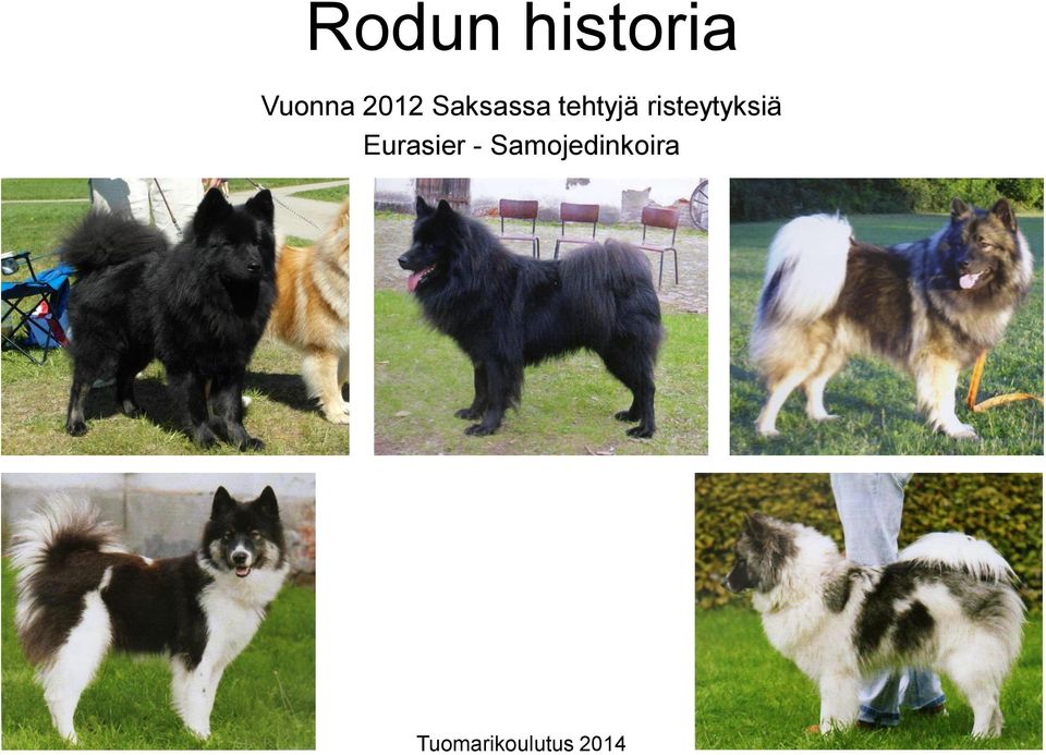 tehtyjä risteytyksiä