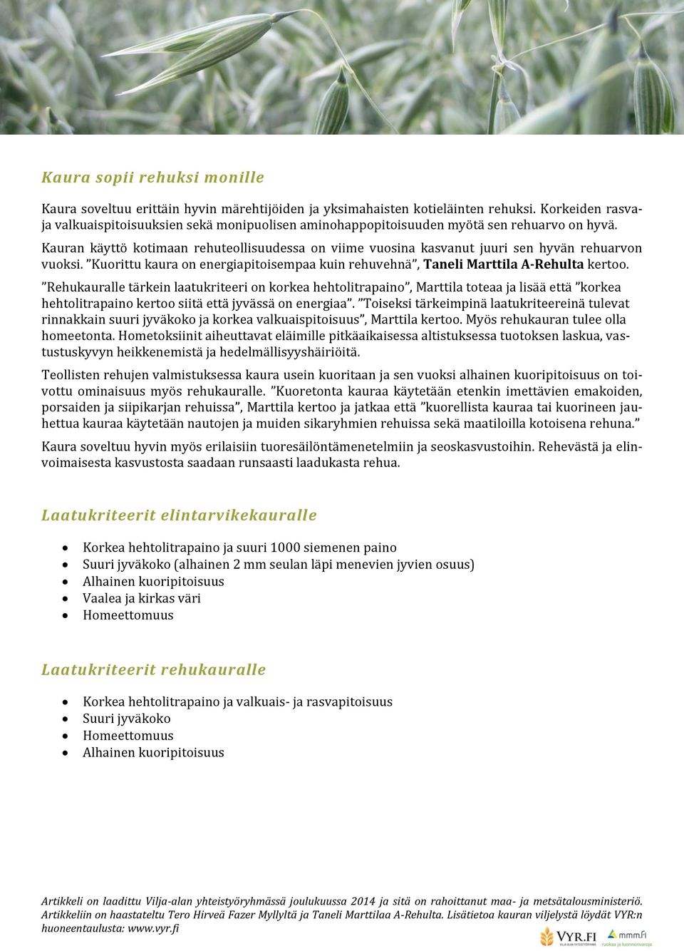 Kauran käyttö kotimaan rehuteollisuudessa on viime vuosina kasvanut juuri sen hyvän rehuarvon vuoksi. Kuorittu kaura on energiapitoisempaa kuin rehuvehnä, Taneli Marttila A-Rehulta kertoo.