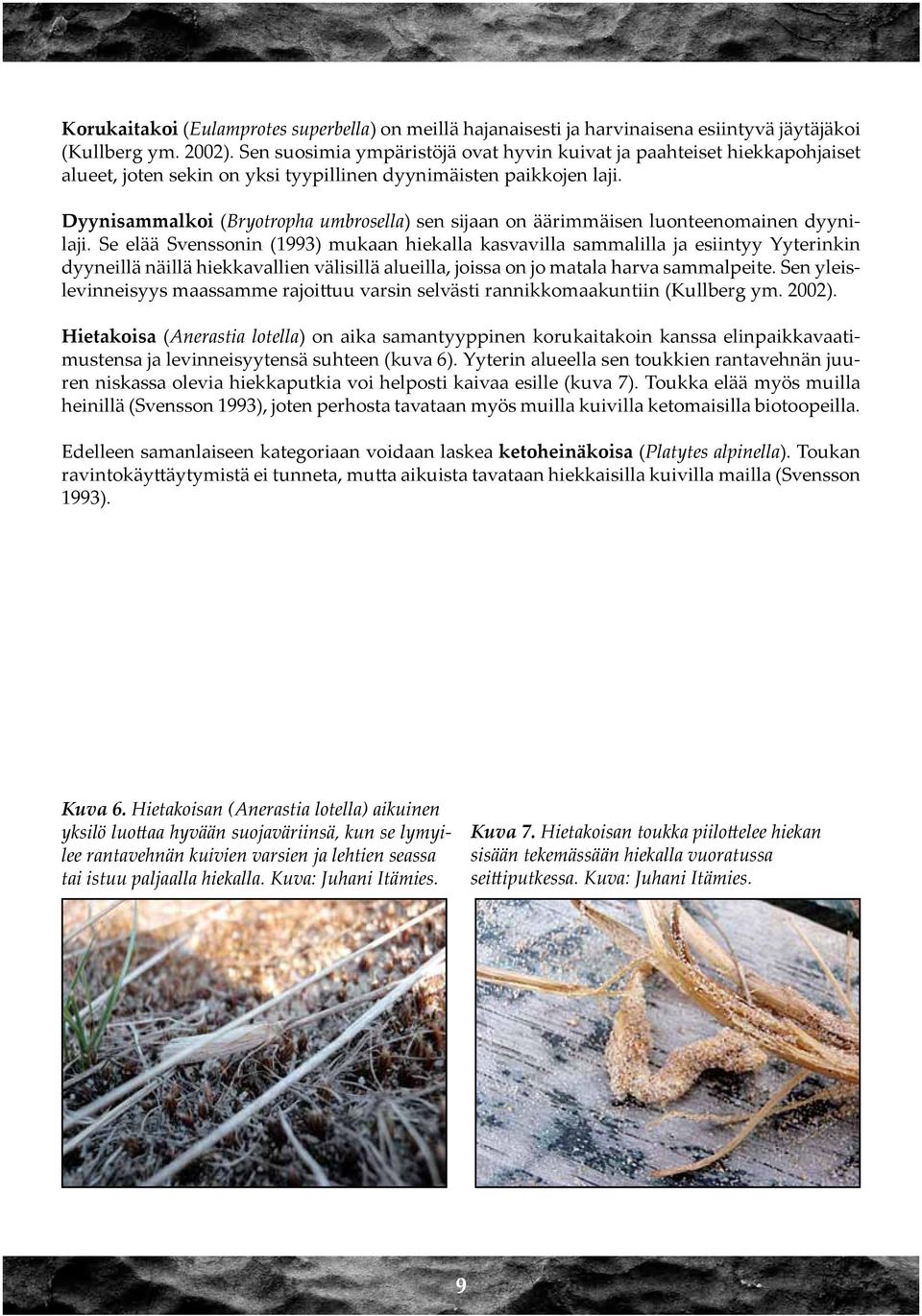 Dyynisammalkoi (Bryotropha umbrosella) sen sijaan on äärimmäisen luonteenomainen dyynilaji.