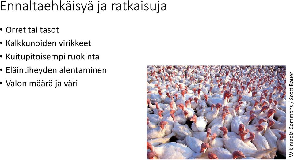 Kuitupitoisempi ruokinta Eläintiheyden