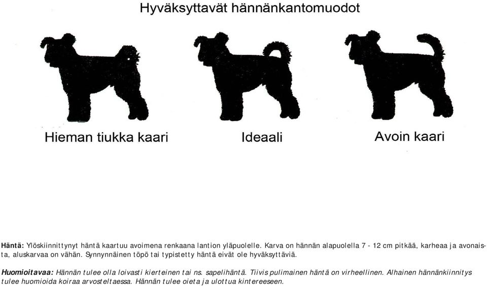 Synnynnäinen töpö tai typistetty häntä eivät ole hyväksyttäviä.