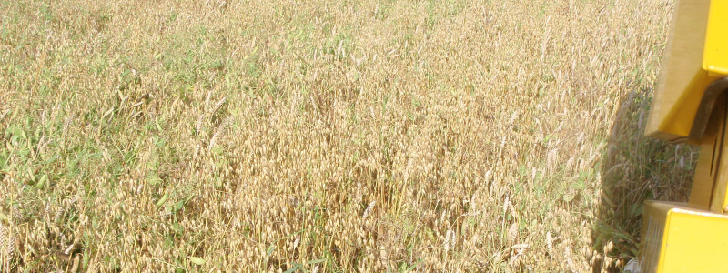 Seosviljely (mixed intercropping) Seosviljelyssä lajit kasvavat kokonaan sekoittuneena Kylvö yhtäaikaisesti seoksena tai