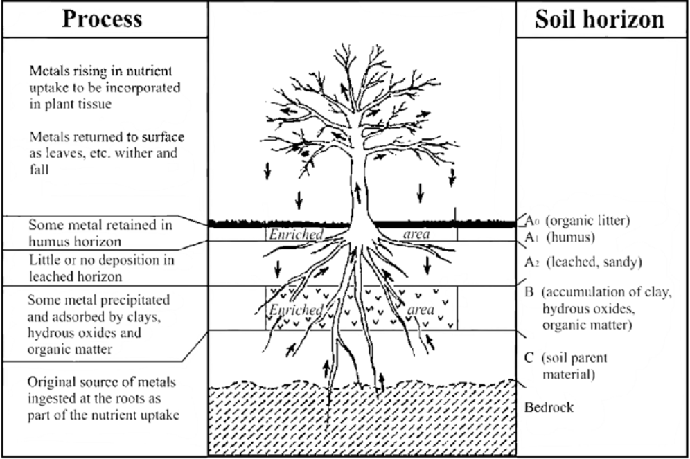 2.2.3 Kertyminen kasveihin 15 Kasvit saavat raskasmetalleja ilman tai maaperän kautta pölyn tai veden välityksellä.
