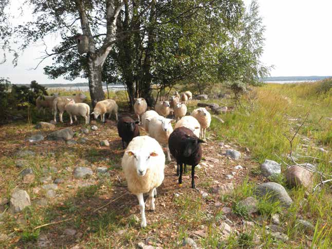 Rahoitusmahdollisuudet Rantojen kunnostukseen ja hoidon rahoitusmahdollisuudet kuvataan tarkemmin itse suunnitelmissa sekä rantojen monikäyttösuunnittelun oppaassa (Klemola ym. 2013).