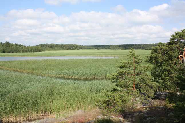 Järviruoko peittää matalat rannat ja vesialueet laajoina kasvustoina. Kuva: Terhi Ajosenpää verkoston (Ikonen ym. 2008).