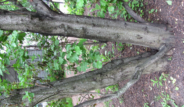 60 SORBIFOLIA 47(2) 2016 Salix pyrolifolia Ledeb. (Salicaceae), talvikkipaju, pyrolavide Levinneisyys: Euraasia. Suomessa äärimmäisen uhanalainen (CR), erityisesti suojeltava, rauhoitettu 1933.