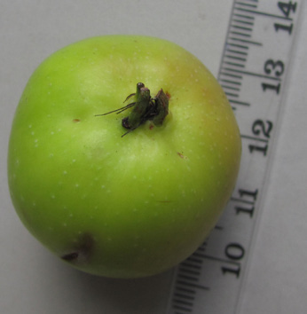 SORBIFOLIA 47(2) 2016 57 Kaisaniemen metsäomenapuun (00ZZ-242) hedelmät ovat pienet ja karvaat. Kuva 10.9.2014. The fruits of Malus sylvestris are small and bitter.