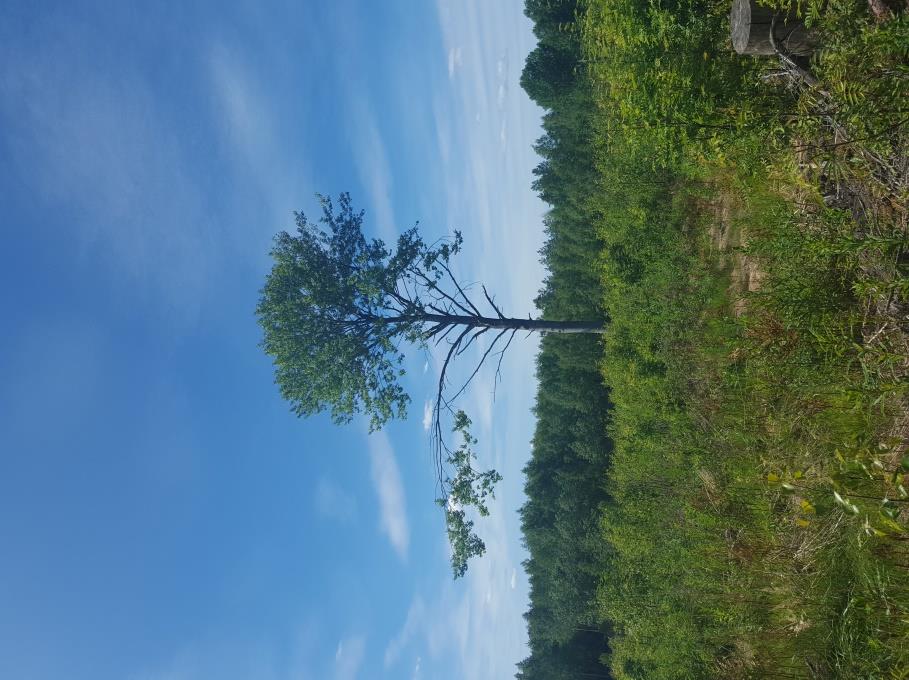 Kuva 3. Harjanteelle jätetty yksittäinen haapa Mustikka on edelleen monin paikoin kenttäkerroksen valtalaji, vaikka metsäkastikka ja sananjalka ovatkin vallanneet alaa, samoin maitohorsma.