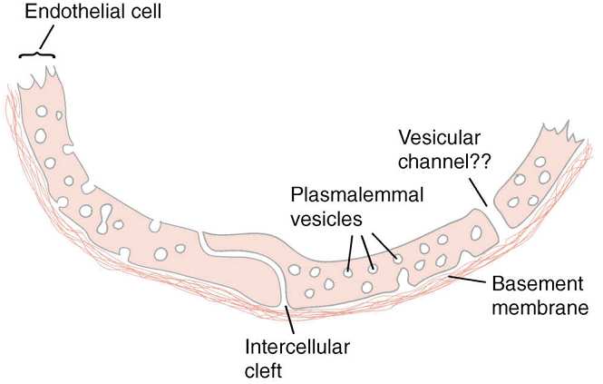 esimerkiksi vastus lateraaliksen pitkästä vai lyhyestä päästä. Myös näytteenottosyvyys vaikuttaa, vaikkakaan merkitsevää eroa tässä ei Elderin tutkimuksessa havaittu. (Elder ym. 1982). 2.