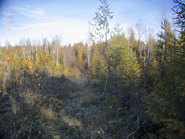 11 Kuva 7. Louhoksen itäreunaa kuvattuna pohjoiseen. Kuva 8. Talvitie kuvattuna pohjoiskoilliseen aukean reunalta.