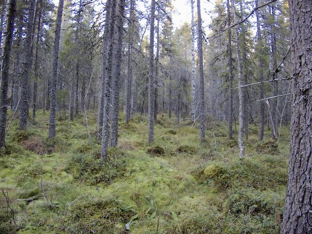 14 Kuva 13. Mahdollinen maakaapelilinjausreitti voimalinjan alla. Kuvattu itään. Alussa heinäinen ja kasvaa katajaa pensaskerroksessa.