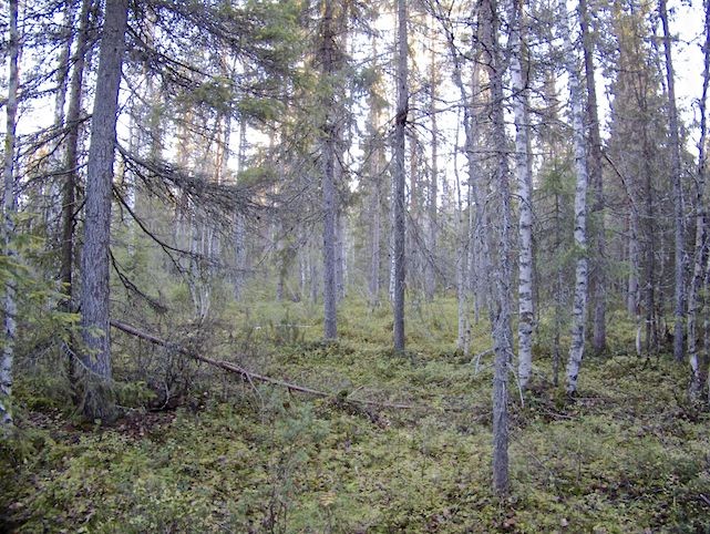 16 Kuva 17. Voimalapaikka Alkumaan laella. Kuvattu etelään. Kuivahko kangas. Kasvaa kuusi-/ koivusekametsää. 4. Alueen esihistoriallinen maankäyttö Mannerjäätikkö vetäytyi alueelta n.