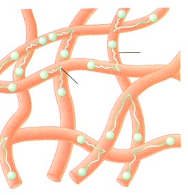 Aktiiniin sitoutuvia proteiineja Filamin cross-linker Actin filament 3) Aktiinisäikeiden päihin tulpaksi liityyviä proteiineja CapZ (plus-pää) Tropomoduliini (miinus-pää) Kofiliini (plus-pää)