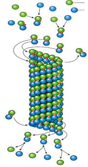 Mikrofilamentit 3 Mikrotubulus Aktiinia sitovat proteiinit: aktiini + myosiini + tropomyosiini liike aktiini + -filamiini yhtenäinen geeli aktiini + fimbriini yhdensuunt.