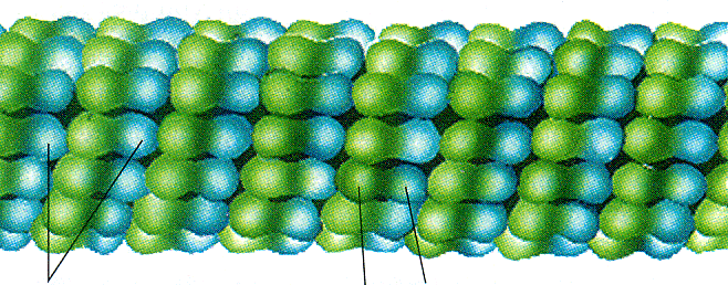 kiinnityslevyn (adhesion plate) avulla Tubulin dimer 10 µm 25 nm Mikrotubulukset 1 Mikrotubuluksen rakenne jopa 50 % solun tubuliinista liukoisena läpimitta 25 nm, pituus useita µm erityisen