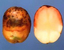 Punamätä (Phytophthora erytroseptica) maalevintäinen sienitauti infektoi märissä, lämpimissä olosuhteissa esiintyy satunnaisesti
