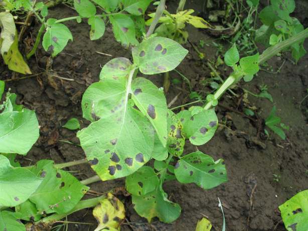 Lehtipolte (Alternaria solani, Alternaria alternata) ilman kautta itiöiden avulla leviävä sienitauti kuivat, lämpimät