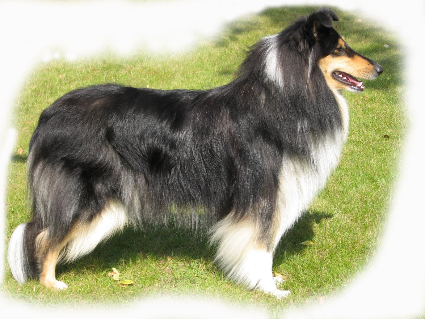 PITKÄKARVAINEN COLLIE (COLLIE, ROUGH) Alkuperämaa: Britannia (Hyväksytty: FCI 24.7.1987, käännös SKL-FKK 29.6.