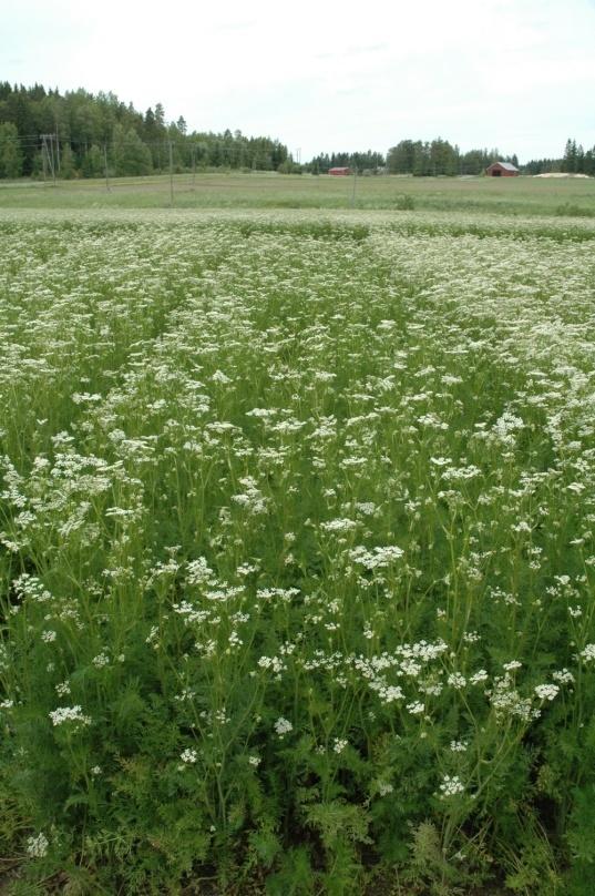 NIEDERDEUTCHER 2011 Kuva 12. Kukinta Jokioisten lajikekokeessa 18.6.