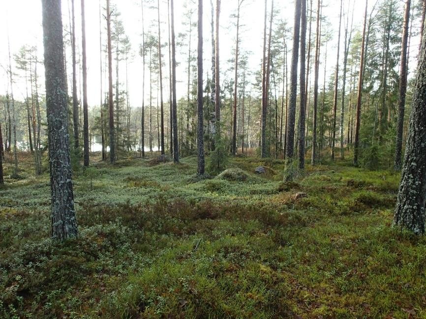 4 Haukilammen alueen inventoin maastossa 20.11.2013 työn kannalta erinomaisissa olosuhteissa. Maastossa tarkastin Haukilammen länsi- ja pohjoisrannat kattavasti.