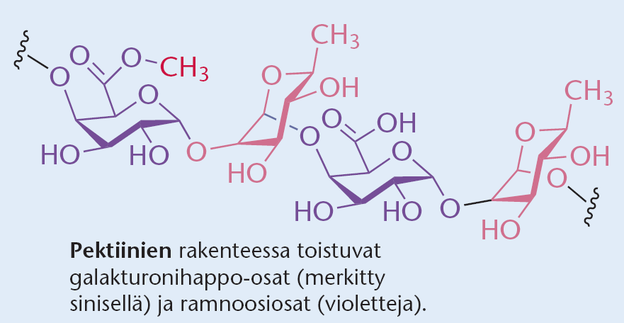 Kalvopohjat