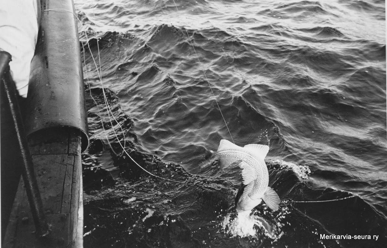 5 Turskakanta oli voimissaan vuonna 1980-luvun alkupuoliskolla. Liki kaikki kalastajat ryhtyivät kalastamaan turskaa joko siimalla tai verkoilla.