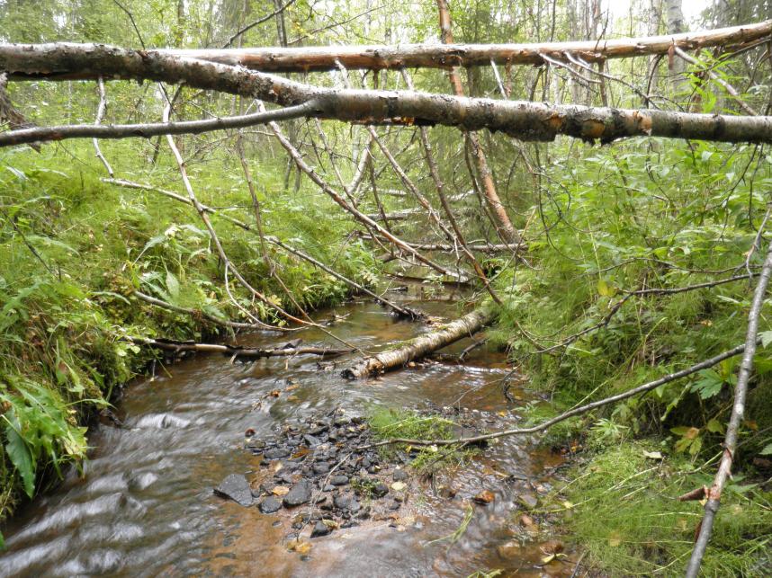 33 Kohde 21 Luonnontilainen puronvarsi, jossa on runsaasti lahopuustoa. Puroa ympäröivät kankaat ovat lehtomaista kangasta ja ruohokangaskorpea.