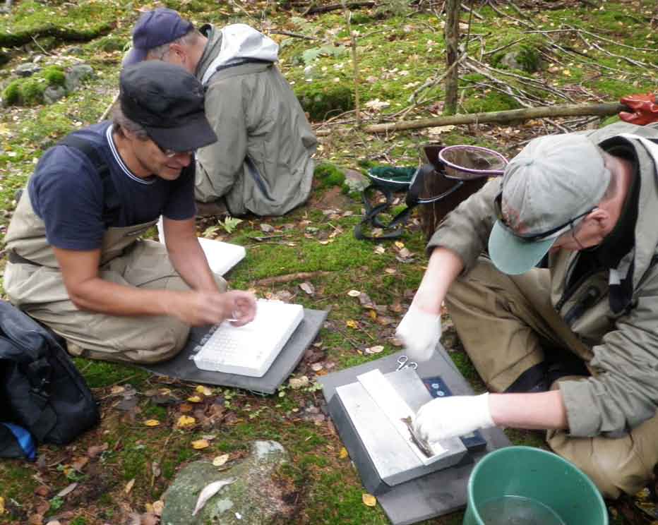28 Sipoonjoki, kalastotutkimukset Sipoonjoen koeravustukset Sipoonjoen rapukannan tilaa selvitettiin koeravustamalla Sipoonjoessa vuosina 2007-2009 ja 2011.