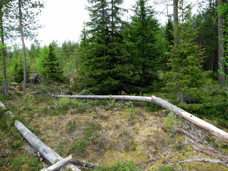 9 Maastotiedot: Kohde sijaitsee Suomussalmen keskustasta 6,9 km etelälounaaseen tasaisella tuoreehkolla kankaalla; ympäristö on avohakkuun jälkeen muokattu, taimikkoa.