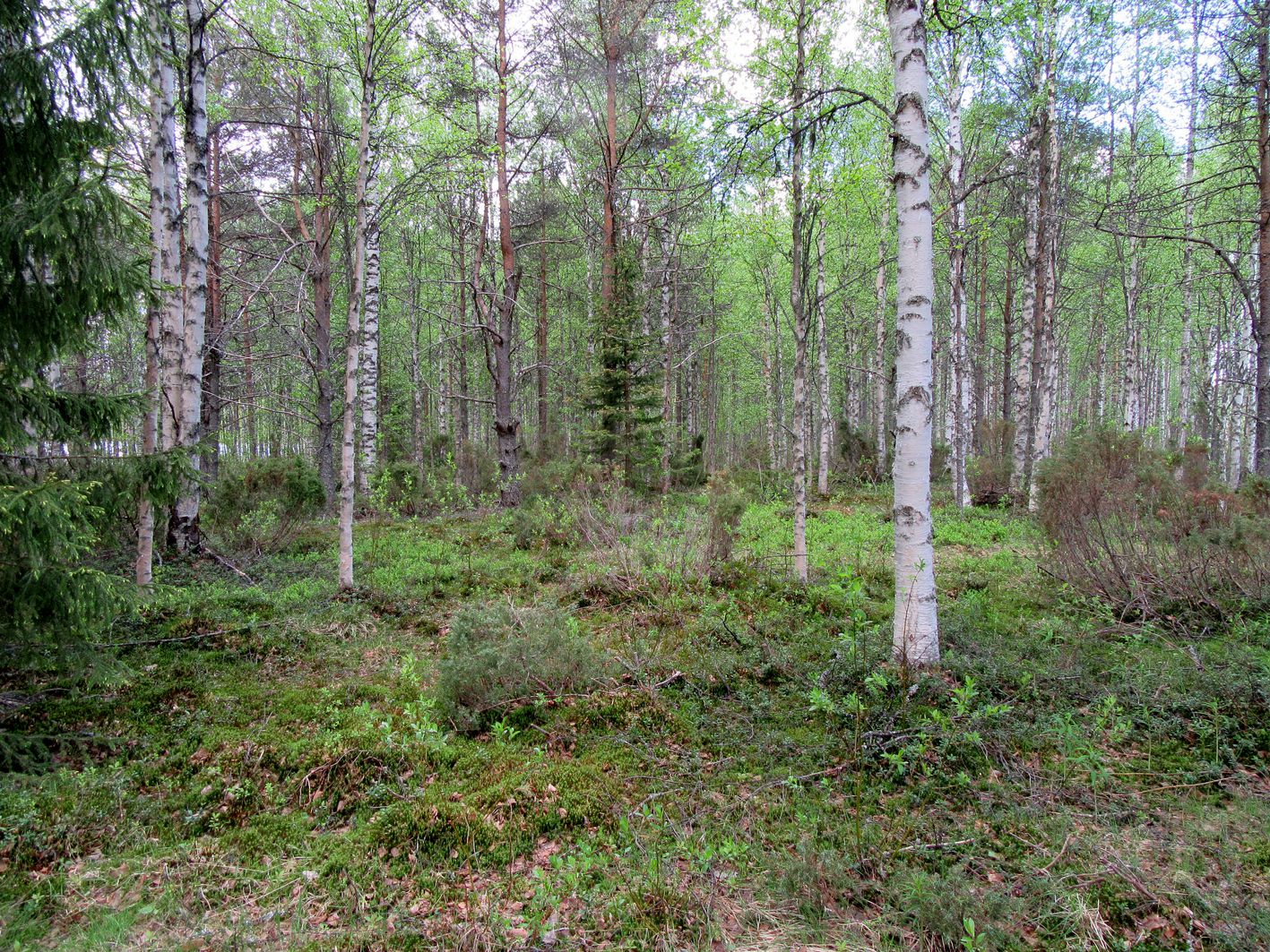 40 Maastotiedot: Kohde sijaitsee Hyrynsalmen keskustasta 3,6 km itäkaakkoon Salmijärven etelärannalla lähellä Nuottijoen suuta.