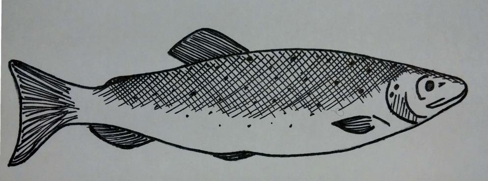 Tehtävä 3: Etsi näyttelykaapista ahven ja lohi. Mitä eroja löydät kalojen rakenteesta? Merkitse kuviin. Voit myös värittää kalat, jos haluat. Ahvenella on jyrkästi pään takan kohoava kyrmyniska.
