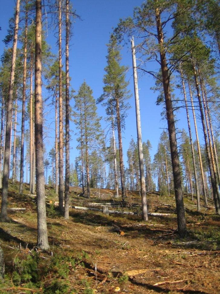 Väljennyshakkuu kiertoaikaa pidentäen Hakkuu ylläpitää puuston elinvoimaisuutta ja parantaa maisemaa Edistää luontaista