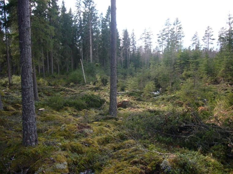 Pienaukkohakkuun toteutustapa Kooltaan ja muodoltaan vaihtelevia aukkoja, reunoja pehmentäen Pohjois-Suomessa ylärajana 1 ha, Etelä-Suomessa