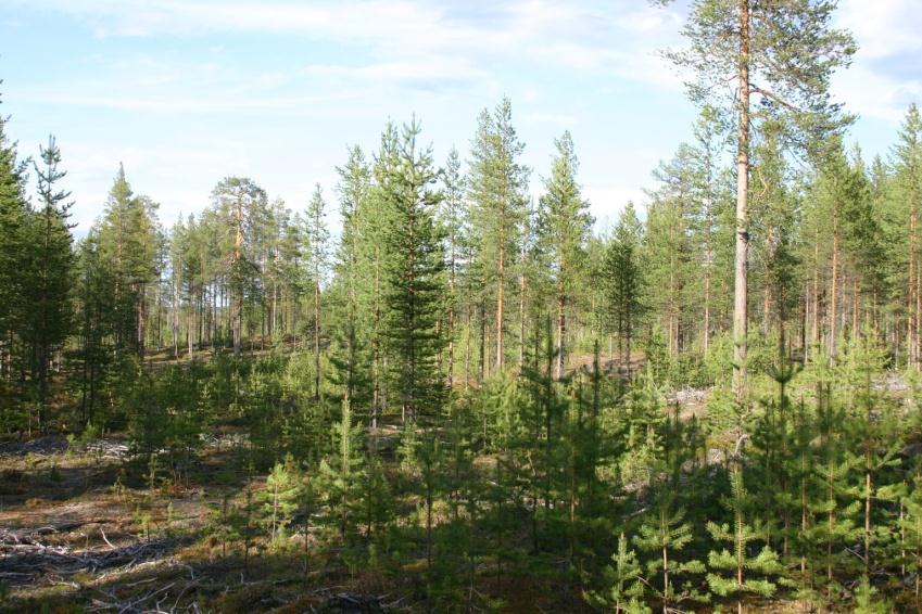 Erirakenteistava hakkuu ensisijaiset kohteet P-Suomessa karujen maiden, erirakenteiset männiköt Viljavan maan männikkö tai lehtipuusto, jonka alla