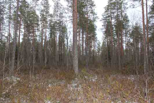 LÄNSI-TOHOLAMMIN TUULIPUISTON 110 KV SISÄINEN VOIMALINJA, YMPÄRISTÖSELVITYS 16 LÄNSI-TOHOLAMMIN TUULIPUISTON 110 KV SISÄINEN VOIMALINJA, YMPÄRISTÖSELVITYS 17 jen rämeiden läpi.