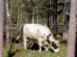 TAUSTAKSI MTT:n ylläpitämä kotieläinten Rehutaulukot ja ruokintasuositukset palvelu päivitettiin kesällä 2010.