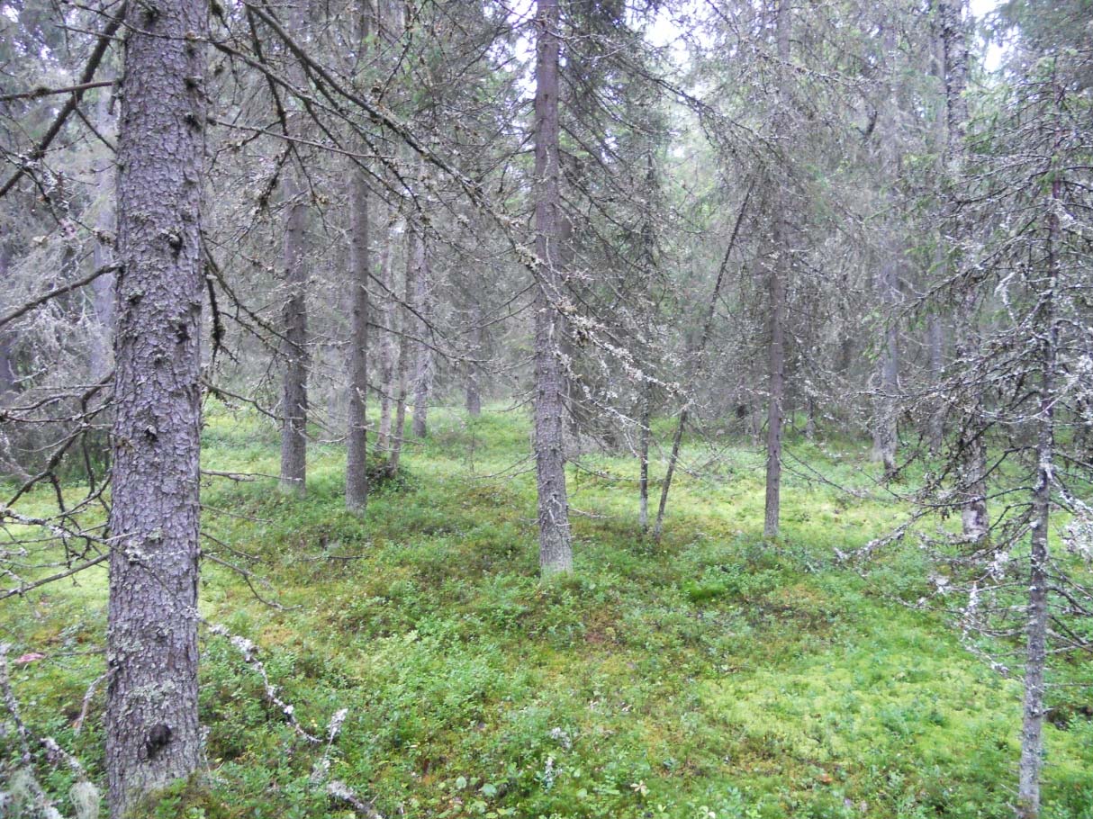 44 suoaluejaon mukaan alue sijoittuu Pohjanmaan Kainuun aapasuot alueelle (Eurola ym. 1995). Lapin kolmion alueella esiintyy mustikkatyypin kuusikoita sekä myös lehtomaisia kankaita.