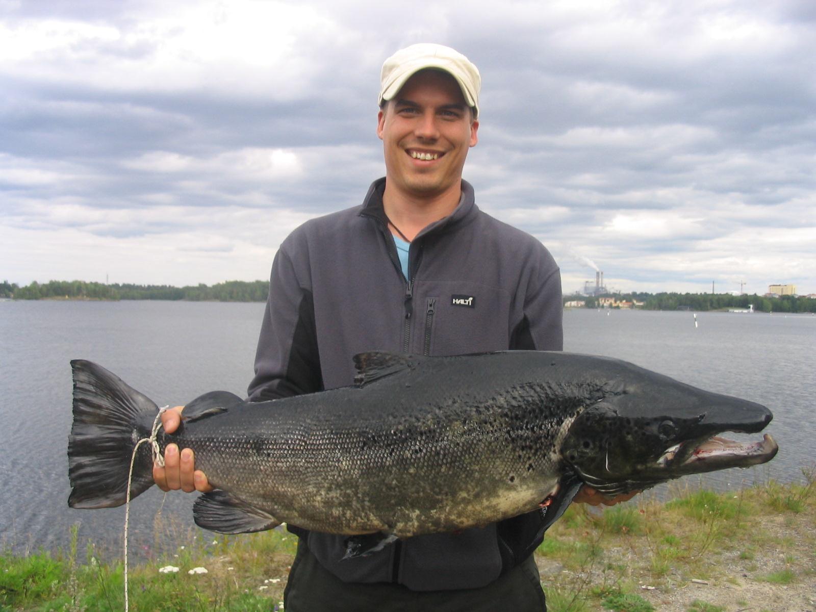 Voi kasvaa reilusti yli 10 kg Järvilohi 10,805 kg; 98 cm;