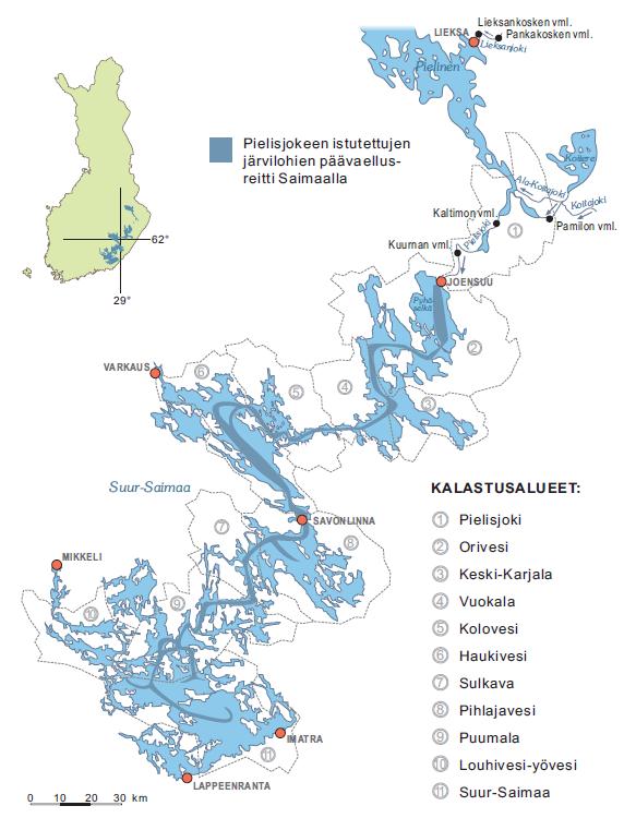 Pielisjokeen istutettujen järvilohien