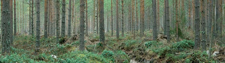 1 METSÄVARAT Suomen metsien puuston kasvu on lisääntynyt 97 miljoonaan kuutiometriin vuodessa tuoreimpien inventointitietojen mukaan.