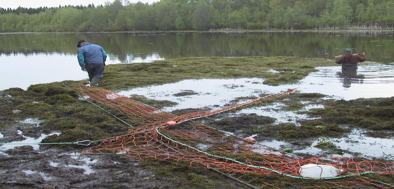 Niitto ja muu vesikasvien poisto Ulkoinen ravinne- ja kiintoainekuormitus, vesien mataluus ja rantalaidunnuksen puuttuminen voimistavat umpeenkasvua Järviruoko ja kaisla ja muut ilmaversoiset lajit