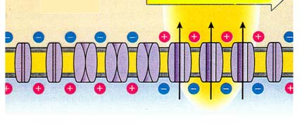 Aktiopotentiaali 5 Aktiopotentiaali 6 Region of depolarization Inactivated Na + channels Movement of action potential Ionikanavat 2 Ionikanavan toiminnan tutkiminen monet myrkyt sitoutuvat hermon