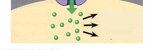 Kalvoreseptori 1 Reseptorin aktivoituminen alfa-helix in the membrane Signal-molecule binding site Plasma membrane Signal molecules Activated proteins Tyrosine kinase region of protein Inactive