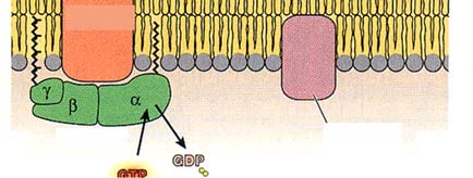 Kaskadin loppupäässä lopputuotteena on glukoosi Radioaktiivisen ligandin kiinnittyminen reseptoriin Inactive phosphorylase kinase Active phosphorylase kinase A receptor interacts with a ligand