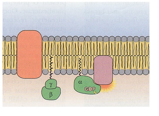 cyclase camp camp vaihe 4 Ca:n sitoutuminen kalmoduliiniin Ca 2+ - calmodulin kinase Ca 2+ Calmodulin Ca 2+ -calmodulin